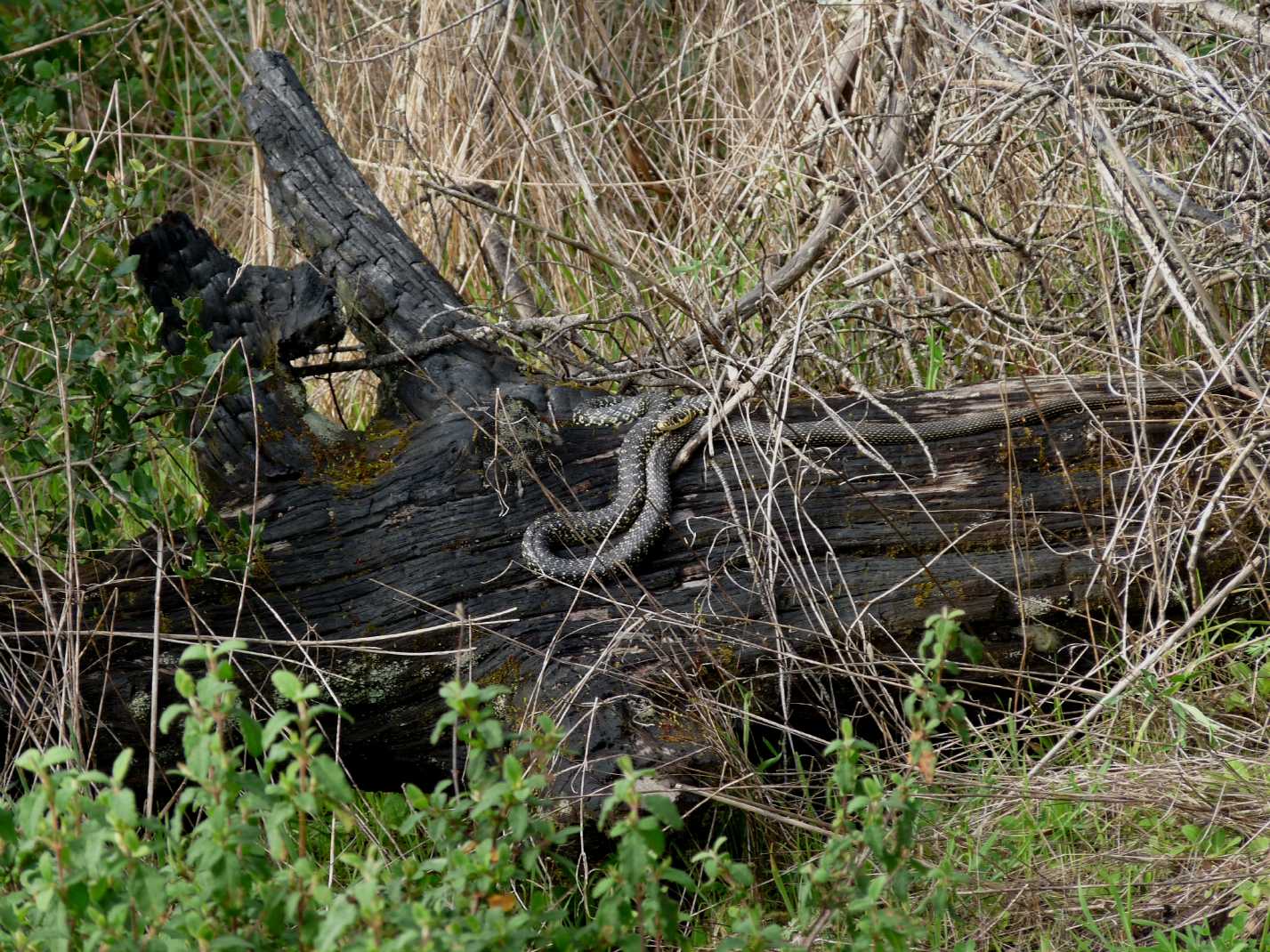 Alcune foto di biacchi in natura